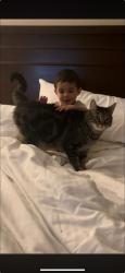 Lost Male Cat last seen Greenbrae drive , Sparks, NV 89431