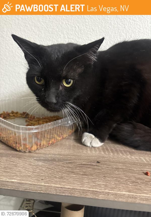 Found/Stray Female Cat last seen Las Vegas blvd and Marion st , Las Vegas, NV 89115