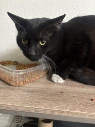 Found/Stray Female Cat last seen Las Vegas blvd and Marion st , Las Vegas, NV 89115