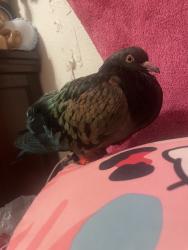 Lost Female Bird last seen near altismo church, Plano, TX 75074