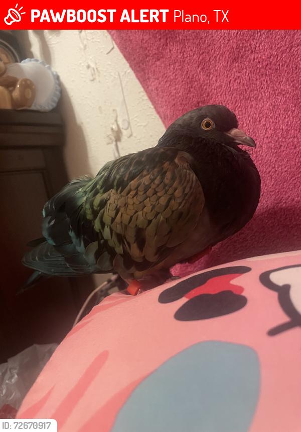 Lost Female Bird last seen near altismo church, Plano, TX 75074