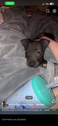 Lost Male Dog last seen Jeffrey’s bottle shop Wilson street Edward’s street , Griffin, GA 30223