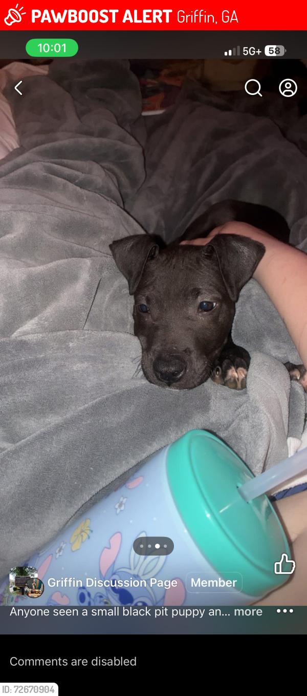 Lost Male Dog last seen Jeffrey’s bottle shop Wilson street Edward’s street , Griffin, GA 30223