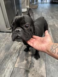 Found/Stray Male Dog last seen Gibralter LN , Tracy, CA 95377
