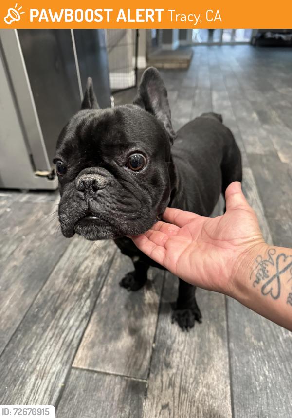 Found/Stray Male Dog last seen Gibralter LN , Tracy, CA 95377