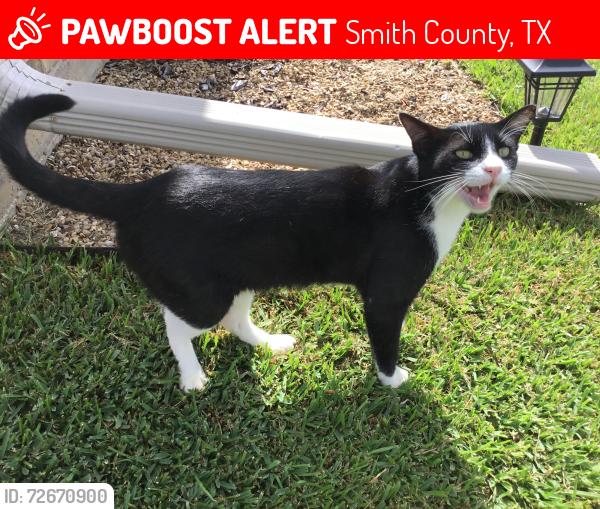 Lost Male Cat last seen Oasis South Subdivision Community , Smith County, TX 75762