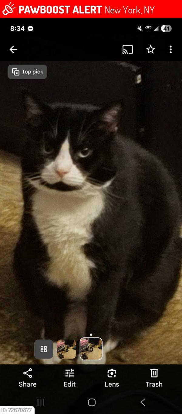 Lost Male Cat last seen Lexington Ave , New York, NY 10029