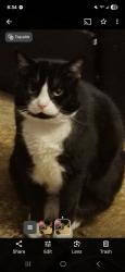 Lost Male Cat last seen Lexington Ave , New York, NY 10029