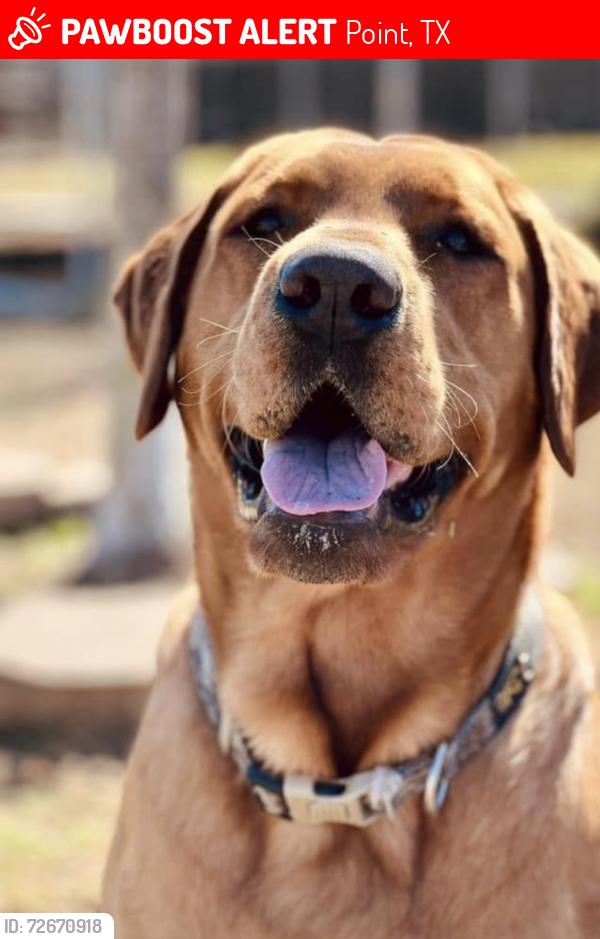 Lost Male Dog last seen FM 2737 and HWY 276, Point, TX 75472