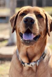 Lost Male Dog last seen FM 2737 and HWY 276, Point, TX 75472