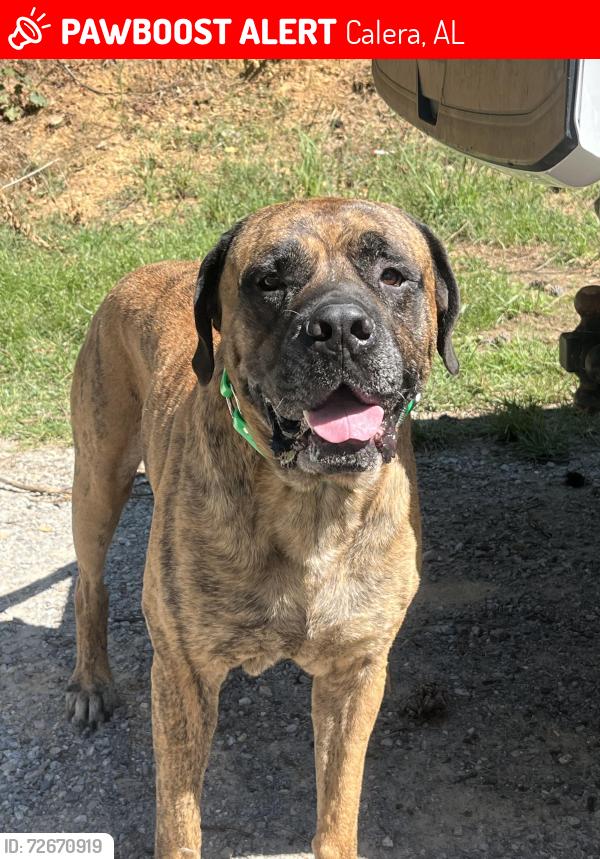 Lost Male Dog last seen Highway 42, Calera, AL 35040