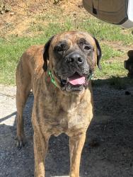 Lost Male Dog last seen Highway 42, Calera, AL 35040
