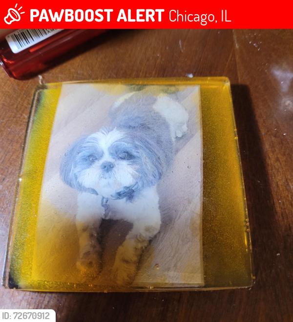 Lost Male Dog last seen Wallace/ Union, Chicago, IL 60628