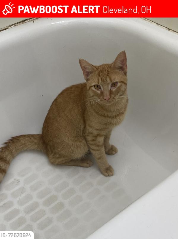 Lost Male Cat last seen madison ave, Cleveland, OH 44102