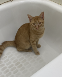 Lost Male Cat last seen madison ave, Cleveland, OH 44102