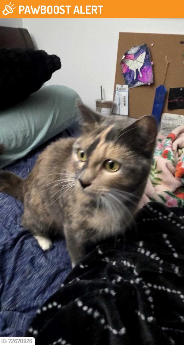 Found/Stray Unknown Cat last seen Superstition and Ironwood, Arizona, Apache Junction, AZ 85120
