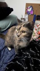 Found/Stray Unknown Cat last seen Superstition and Ironwood, Arizona, Apache Junction, AZ 85120