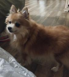 Lost Female Dog last seen Beaver Run, Columbus, GA 31820