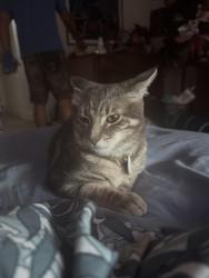 Lost Female Cat last seen Wilson and canyon dr, Costa Mesa, CA 92627