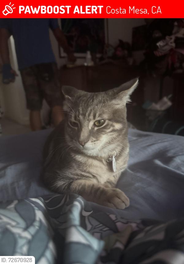 Lost Female Cat last seen Wilson and canyon dr, Costa Mesa, CA 92627