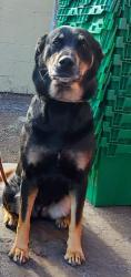 Lost Female Dog last seen Woodland ave mountain vista, Las Vegas, NV 89121