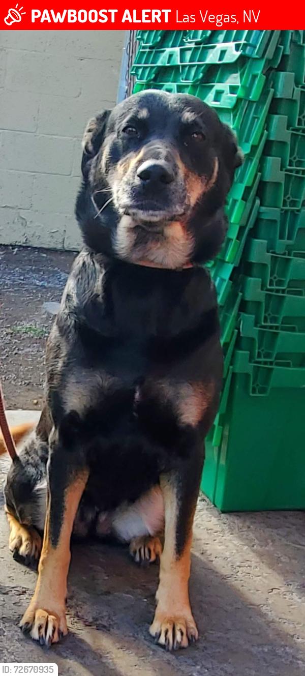 Lost Female Dog last seen Woodland ave mountain vista, Las Vegas, NV 89121