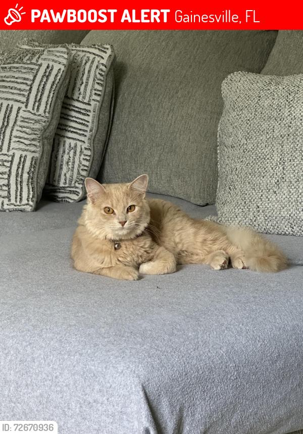 Lost Female Cat last seen Near Dollar general , Gainesville, FL 32608