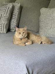 Lost Female Cat last seen Near Dollar general , Gainesville, FL 32608