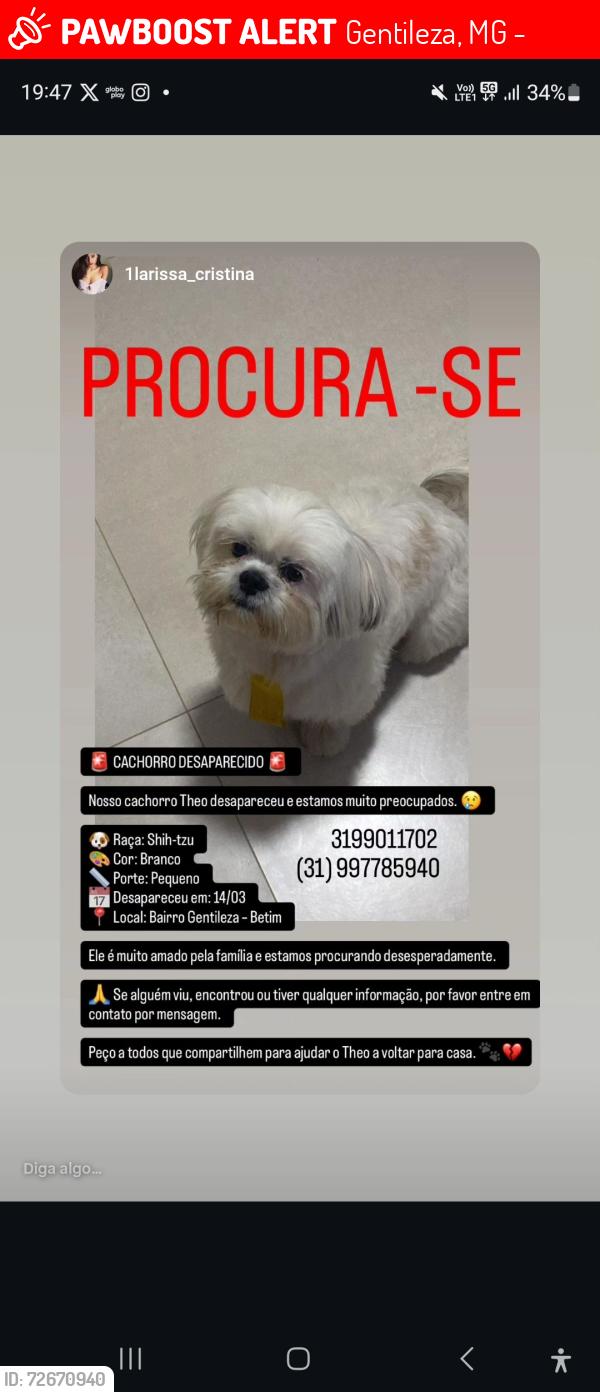 Lost Male Dog last seen Rua da serra 400 gentileza betim mg , Gentileza, MG 32618-054