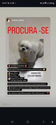 Lost Male Dog last seen Rua da serra 400 gentileza betim mg , Gentileza, MG 32618-054