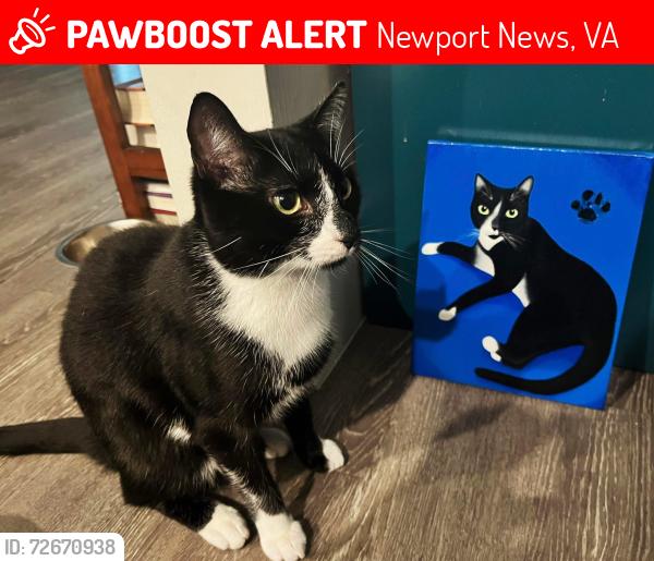 Lost Male Cat last seen Yorktown, Newport News, VA 23603