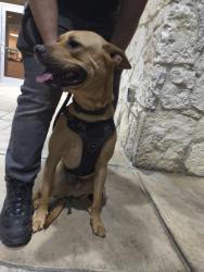 Found/Stray Male Dog last seen Ditch next to hse, along path, San Antonio, TX 78240