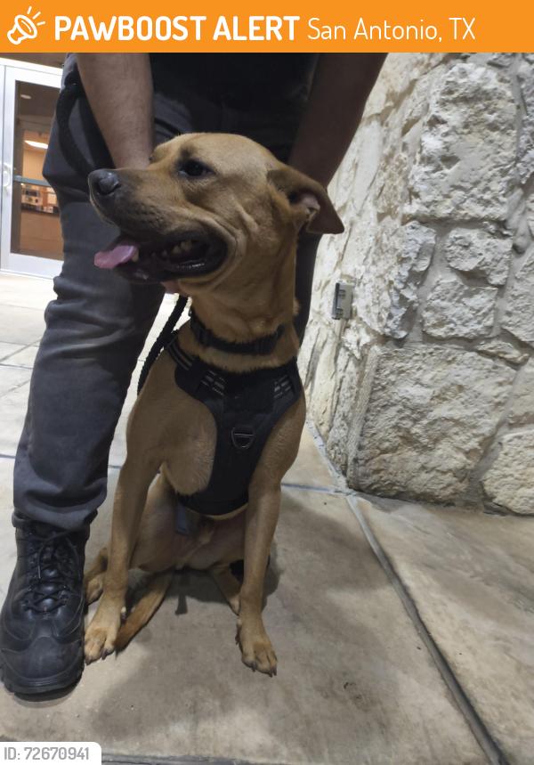 Found/Stray Male Dog last seen Ditch next to hse, along path, San Antonio, TX 78240