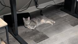 Lost Female Cat last seen Mary Lynn Drive and Quito Rd and Field Oak Rd, Millington, TN 38053