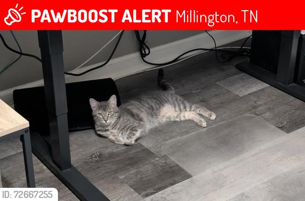 Lost Female Cat last seen Mary Lynn Drive and Quito Rd and Field Oak Rd, Millington, TN 38053