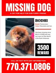 Lost Male Dog last seen Julian street, North Little Rock, AR 72114