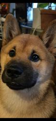 Lost Male Dog last seen Coram crescent, Mississauga, ON L4X 1L1