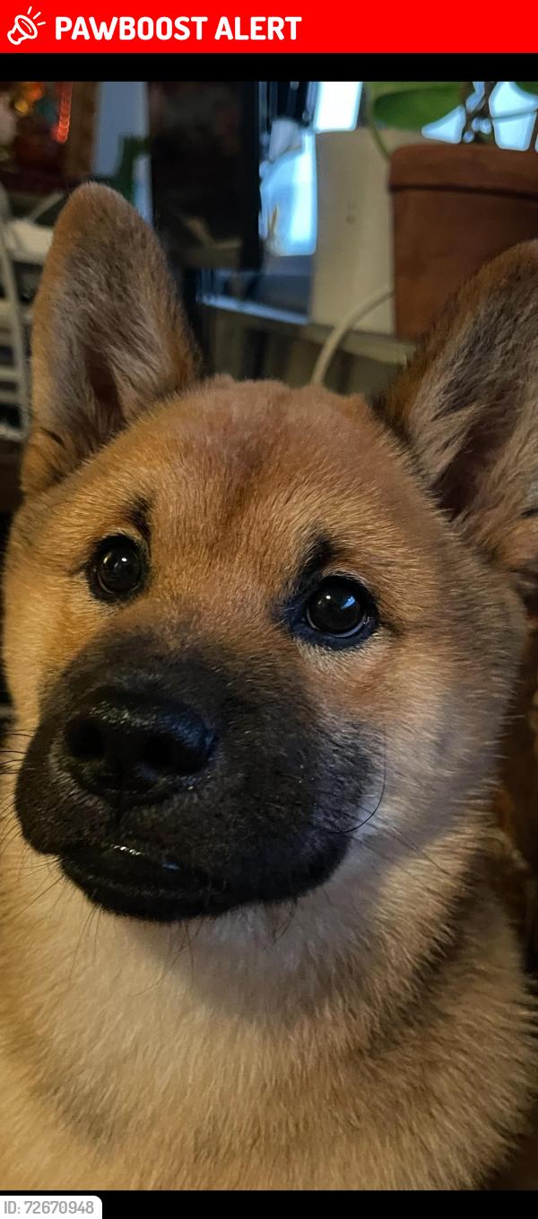 Lost Male Dog last seen Coram crescent, Mississauga, ON L4X 1L1