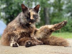 Lost Female Cat last seen Hannah Farmer Supplies on Hwy 378, Pamplico, SC 29583