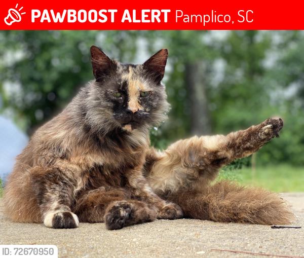 Lost Female Cat last seen Hannah Farmer Supplies on Hwy 378, Pamplico, SC 29583