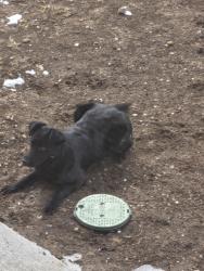 Found/Stray Female Dog last seen King soopers, Cheyenne, WY 82001