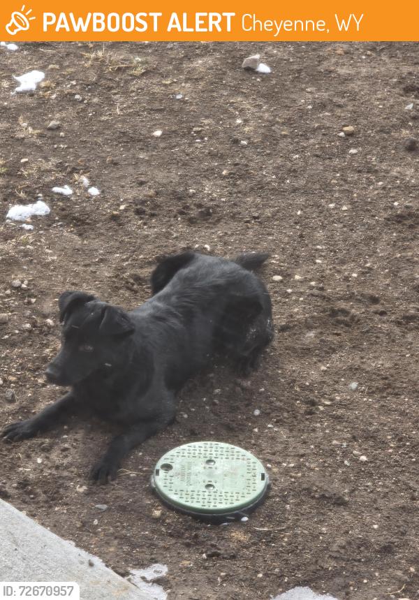 Found/Stray Female Dog last seen King soopers, Cheyenne, WY 82001