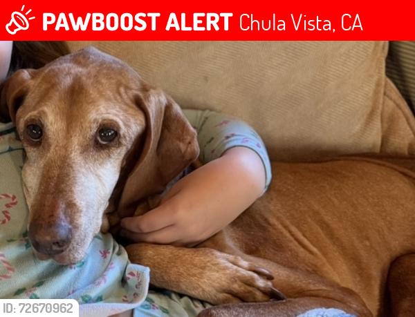 Lost Male Dog last seen Wolf canyon elementary , Chula Vista, CA 91913