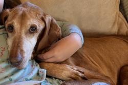 Lost Male Dog last seen Wolf canyon elementary , Chula Vista, CA 91913