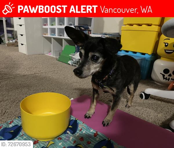 Lost Female Dog last seen Near Burnt Bridge Creek Elementary , Vancouver, WA 98682