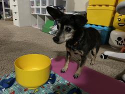Lost Female Dog last seen Near Burnt Bridge Creek Elementary , Vancouver, WA 98682