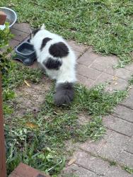 Found/Stray Female Cat last seen GM 1774 , Plantersville, TX 77363