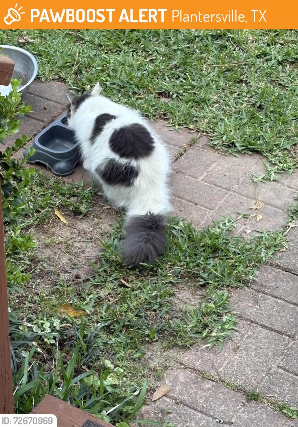 Found/Stray Female Cat last seen GM 1774 , Plantersville, TX 77363