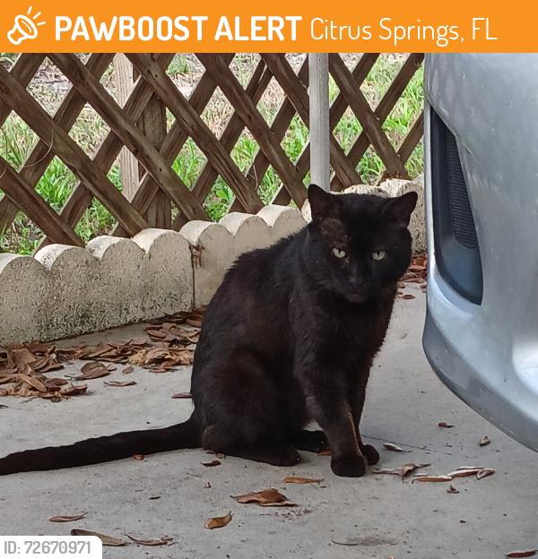Found/Stray Male Cat last seen Greco and Gardenia, Citrus Springs, FL 34434