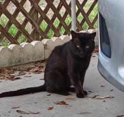 Found/Stray Male Cat last seen Greco and Gardenia, Citrus Springs, FL 34434